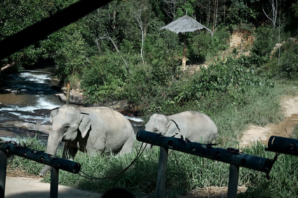 Elephant Nature Park